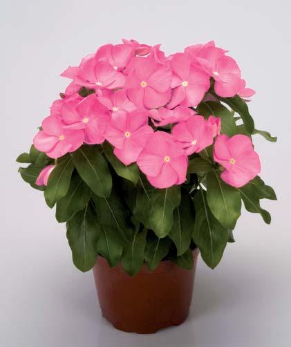 Tempo di coltivazione per il vaso fiorito: 14-18, secondo la dimensione del vaso.