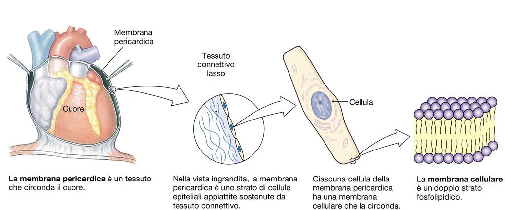 Tipi di membrane biologiche Membrana