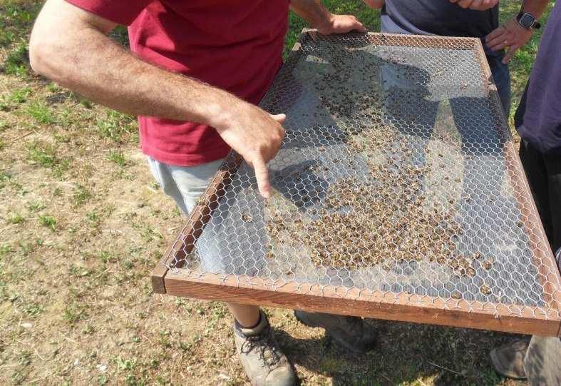 Esempi di avvelenamento di api a causa