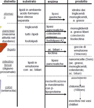 formano micelle: grossi aggregati molecolari formati dai prodotti della digestione lipidica, trovo lisolecitina, acidi grassi, monogliceridi, colesterolo e sali biliari.