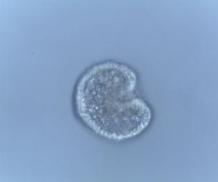 A partire dal terzo giorno post-fertilizzazione, i plutei sono stati alimentati con Phaeodactylum tricornutum.
