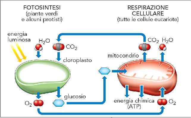 cellulosa.