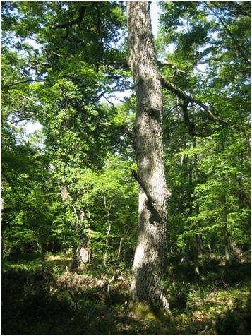 Criteri per la definizione di HNV-forests: (a) (b) (c) inclusione in un area protetta, come parco nazionale, regionale o sito della rete Natura 2000.