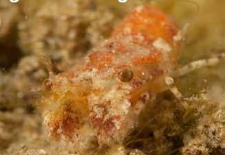 La livrea del piccolo crostaceo è generalmente bruno chiaro o marrone giallognolo o anche, frequentemente, rosato-rossastro, con due macchie più scure costituite da tegumento peloso nella regione sub