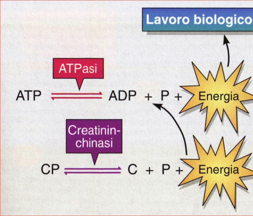* ATP-CP Metabolismo anaerobico alattacido Sistema Erogazione energia Substrati