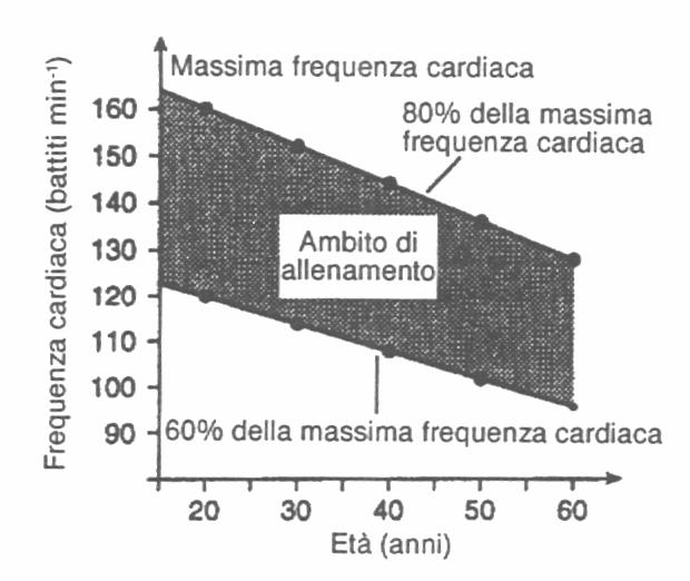 Frequenza cardiaca,