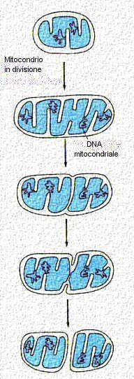 Nell interfase, in ogni cellula si verifica la Divisione dei mitocondri 1.