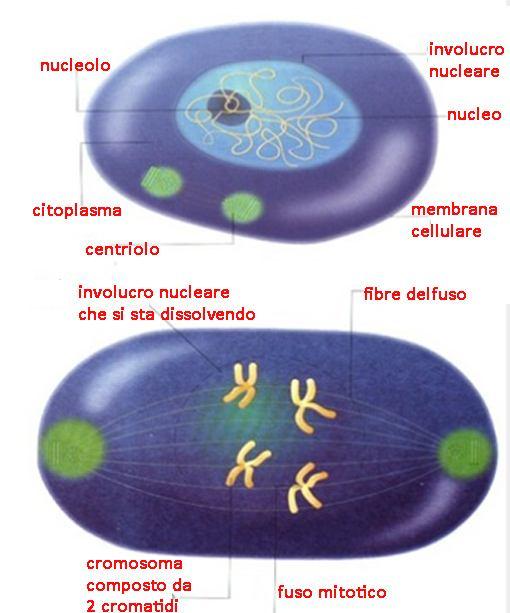 PROFASE = da pro= prima PROFASE La cromatina si condensa e i cromosomi si rendono visibili singolarmente, appaiono come due filamenti (cromatidi) tenuti assieme dal centromero.