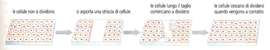 determinati stimoli per esempio per rigenerare parti danneggiate (cellule del fegato) Un importante fattore esterno che influisce sulla divisione cellulare è l esistenza o meno di un