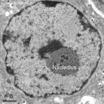 NUCLEO E GENOMA Funzioni del Nucleo e Ciclo Cellulare Ciclo cellulare Successione delle fasi cellulari tra una divisione e la successiva G2 La cellula si prepara alla