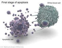 Il Ciclo Cellulare Lo sviluppo di una singola cellula uovo fecondata fino alla formazione di un organismo complesso, multicellulare, implica la duplicazione cellulare, la crescita e la progressiva