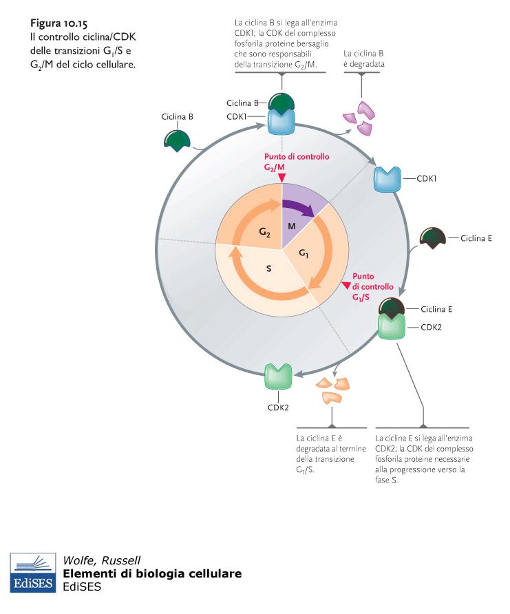 staminali Cyclin B (MPF) differenzia Cyclin E