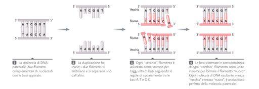 complementare tra le basi (legami a ponte di idrogeno) DNA: T = A C G Acidi