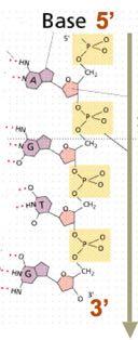 RNA: U, A, C, G Acidi Nucleici