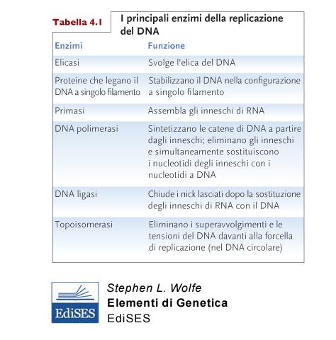 più replisomi Replisoma: DNA Pol, elicasi, topoisomerasi I e II,