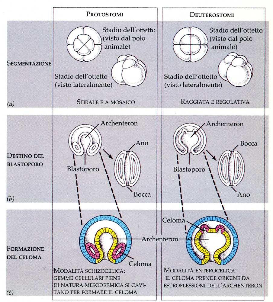 cavità corporea non delimitata da mesoderma ORGANISMI