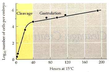 CICLO CELLULARE