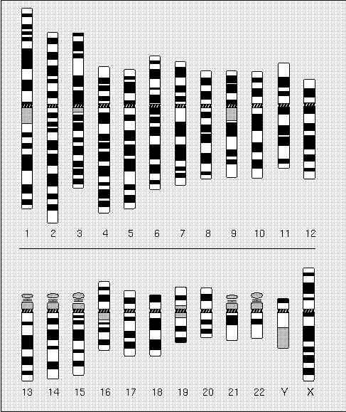 La bandeggiatura è specifica di ciascun cromosoma. I cromosomi omologhi hanno la stessa bandeggiatura.