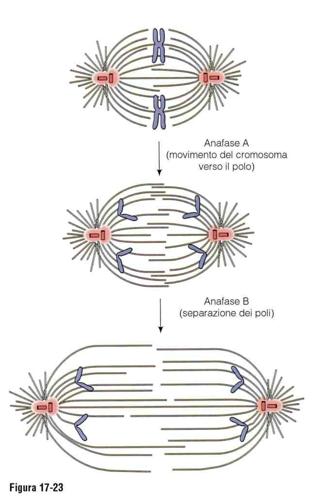 Da metafase a anafase: L allineamento dell ultimo cromosoma sulla piastra metafasica permette l attivazione del APC (anafase promoting factor) e l entrata in anafase.