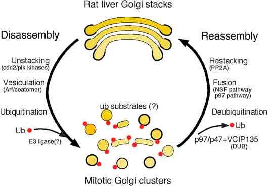 Reticolo endoplasmatico e apparato di Golgi vanno