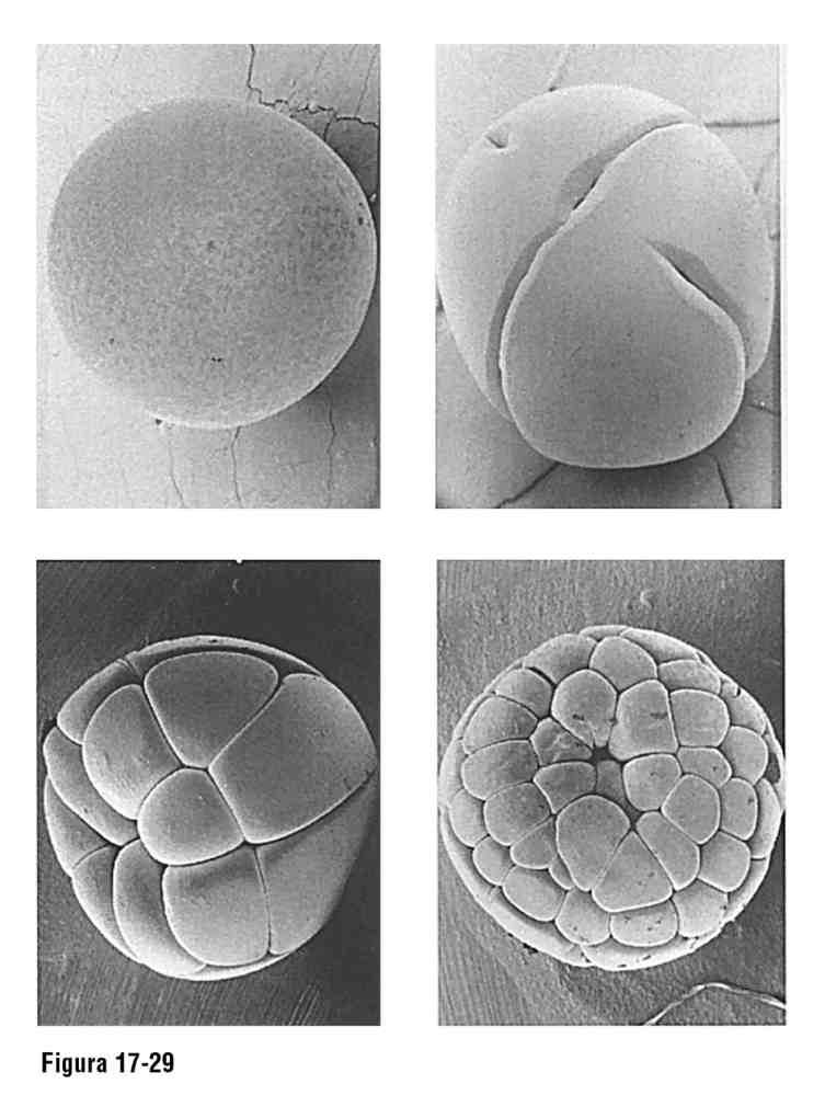 I primi cili di divisione cellulare dividono lo zigote in molte cellule più piccole.