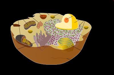 1 La cellula eucariote La cellula eucariote risulta suddivisa in membrana cellulare; citoplasma ricco di organuli e nucleo. Fig.