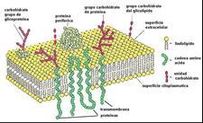 membrana (fig. 8) 12.