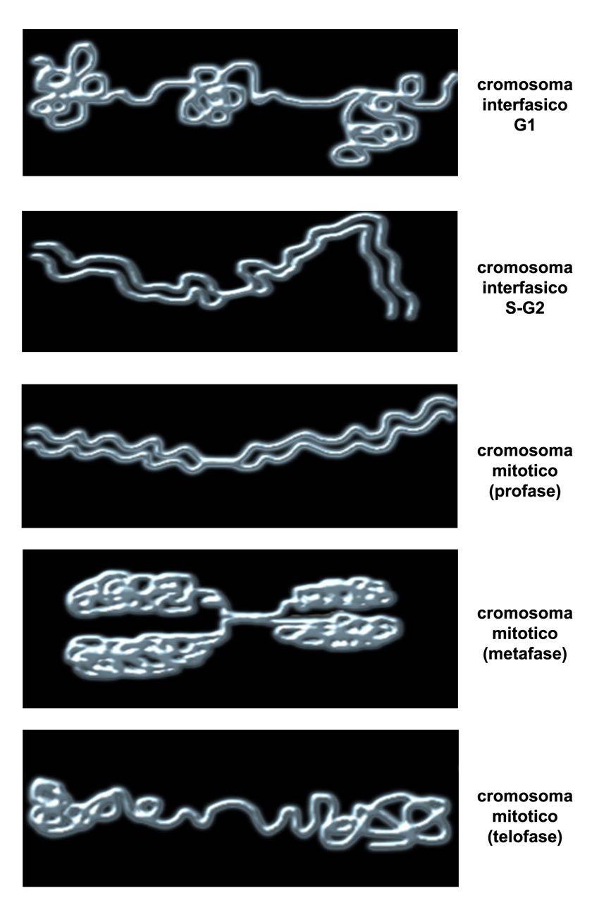 Tav. 208 Morfologia generale dei cromosomi nelle varie fasi del ciclo cellulare.