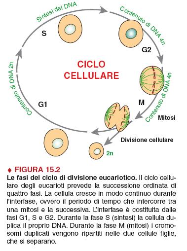 G1: marcato accrescimento della cellula, che sintetizza componenti strutturali ed enzimi per la duplicazione del DNA.