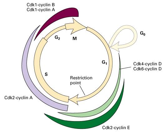 Regolazione del ciclo cellulare nei mammiferi 1.