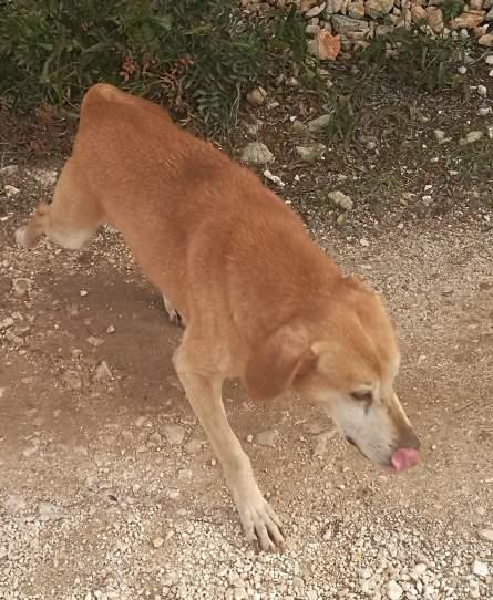 ospite del rifugio Mongrel dog di Sava. Molto giocherellone con ancora un po di diffidenza verso noi umani.