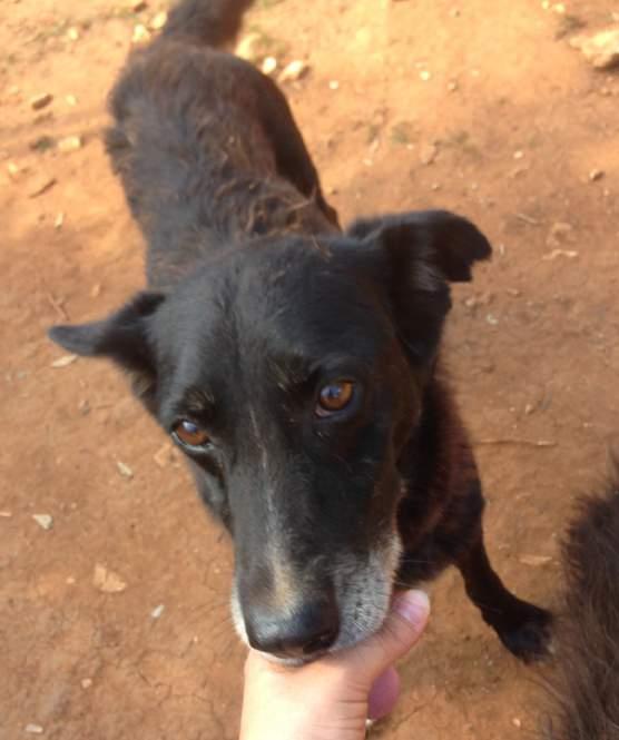 ne ha mai conosciuto, ma ha conservato una gran voglia di avere un amico umano, ora è ospite del rifugio Mongrel dog di Sava.