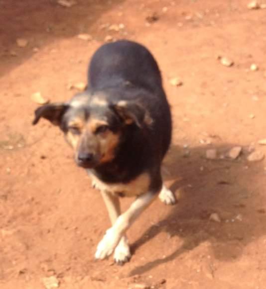 Sogno una famiglia che mi coccoli tanto. Sono ospite del rifugio Mongrel dog di Sava.