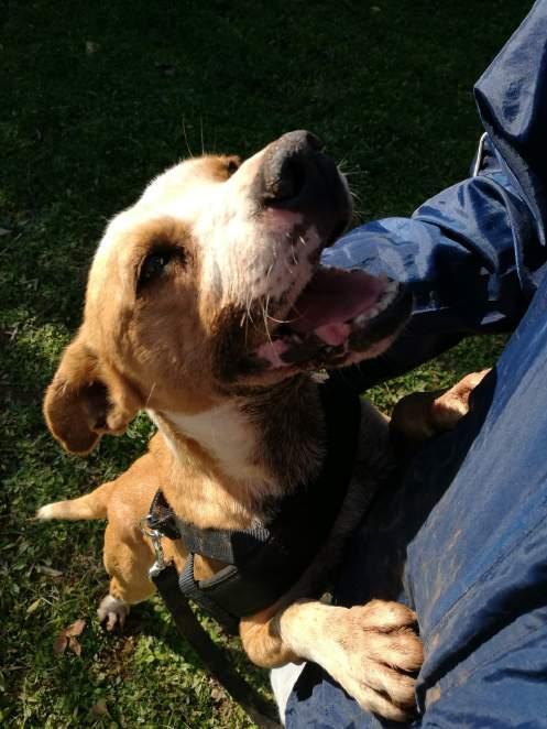 BULLO Ciao a tutti il mio nome è Bullo, sono ospite del rifugio Mongrel dog