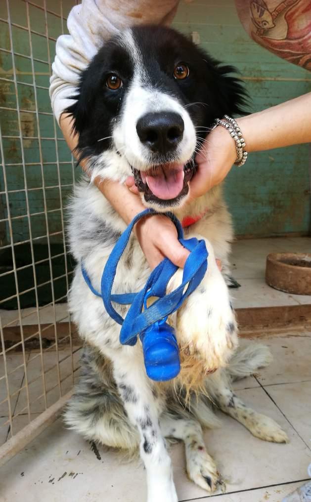 PONGO Pongo ultimo arrivato al rifugio di Mongrel dog di Sava, dopo un ricovero alla croce azzurra dopo essere stato investito.