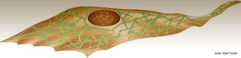 citochine, ormoni, neurotrasmettitori), sali minerali, gas in soluzione (es. O 2, CO 2 ) e prodotti di scarto. Liquido interstiziale [2] http://www.fastexercise.com/?