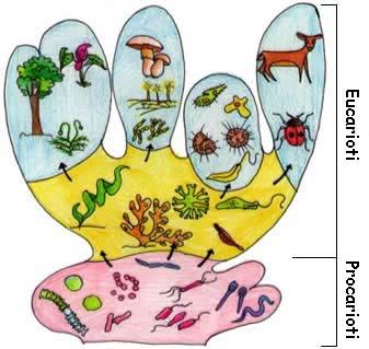 Procarioti ed Eucarioti Le cellule, in base alla loro organizzazione interna, possono essere distinte in due grandi categorie: cellule