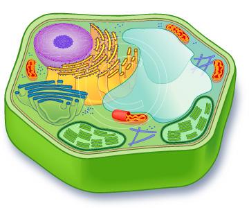 La parete cellulare Nei batteri e nei vegetali, all'esterno della membrana si trova una parete cellulare rigida, alquanto spessa e robusta.