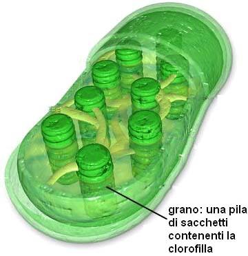 Plastidi I plastidi si possono considerare come sacche membranose, nelle quali la cellula vegetale può accumulare sostanze.