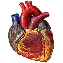 Tessuti, organi, apparati Gli organi sono formati da