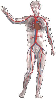 Tessuti, organi, apparati Gli apparati (o sistemi), sono costituiti da