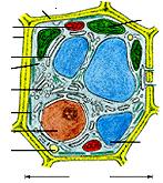 citosol apparato di Golgi filamenti del citoscheletro nucleo