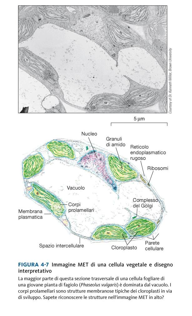 Cellula