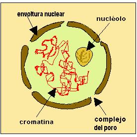 Il nucleo è delimitato da una doppia membrana, INVOUCRO NUCLAEARE dotata di pori che consentono le comunicazioni tra il nucleo e il resto della cellula (citoplasma).