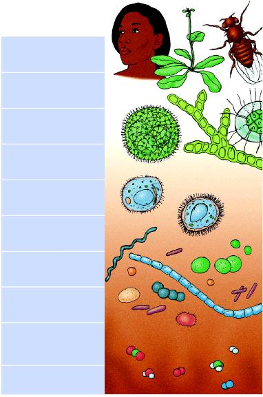 Scala temporale dell evoluzione 0 1 presente organismi multicellulari miliardi di anni fa La vita ha avuto