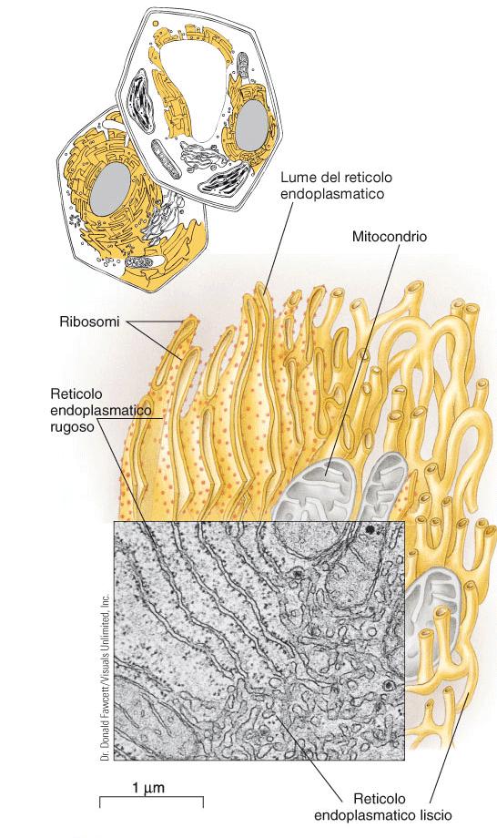 RETICOLO ENDOPLASMATICO RETICOLO