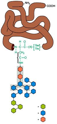 FUNZIONI DEL RETICOLO ENDOPLASMATCO RUGOSO L aggiunta covalente di zuccheri alle proteine (glicosilazione) e una delle funzioni del RE.