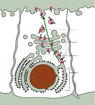 APPARATO DI GOLGI Le molecole nuove vengono raccolte in vescicole di trasporto che si originano per gemmazione e si fondono alle cisterne successive o si avviano