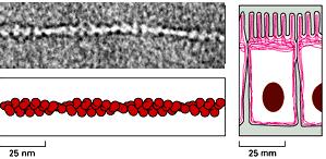 IL CITOSCHELETRO Filamenti di actina o microfilamenti Microtubuli FILAMENTI INTERMEDI: fibre a