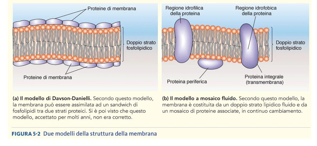 Membrana citoplasmatica: Ipotesi della «struttura a sandwich»